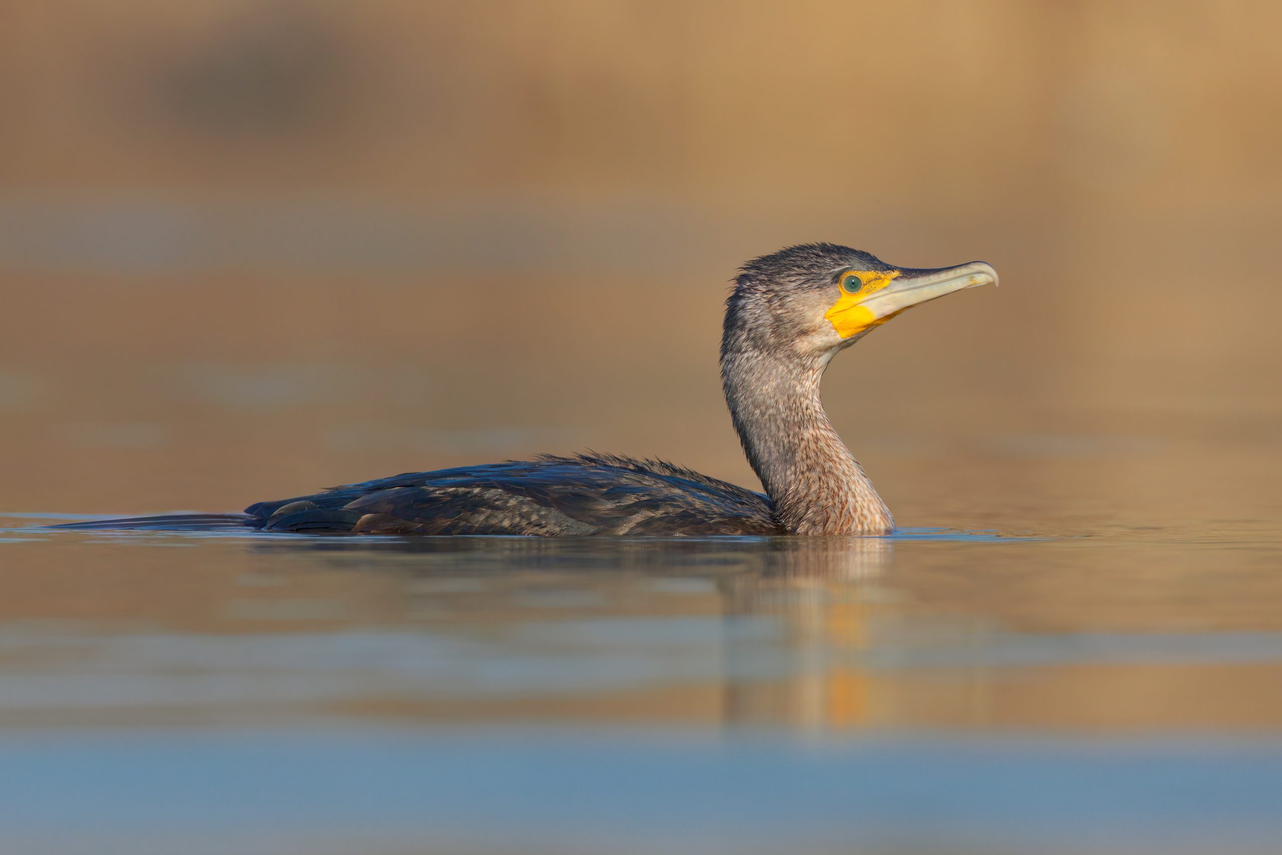 Cormorano - Foto 1