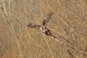 Falco di Palude - Foto 01