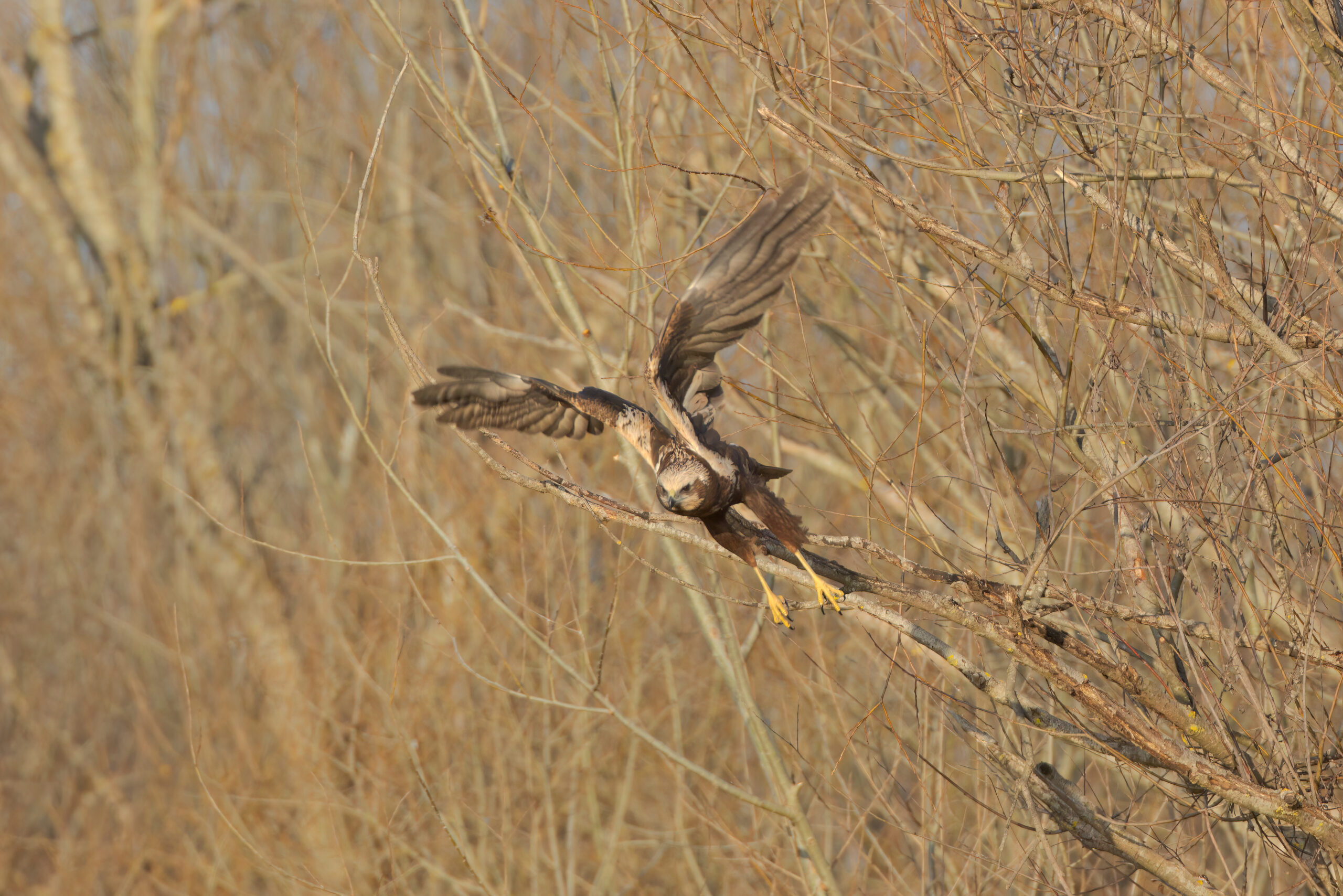 Falco di Palude - Foto 01