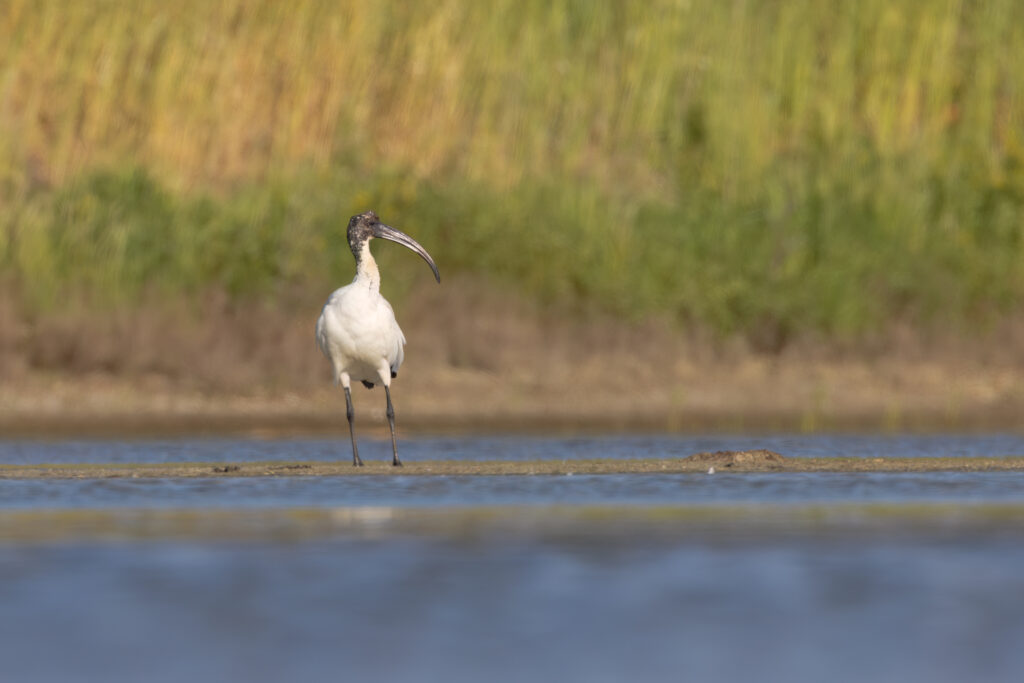 Ibis Sacro - Foto 1