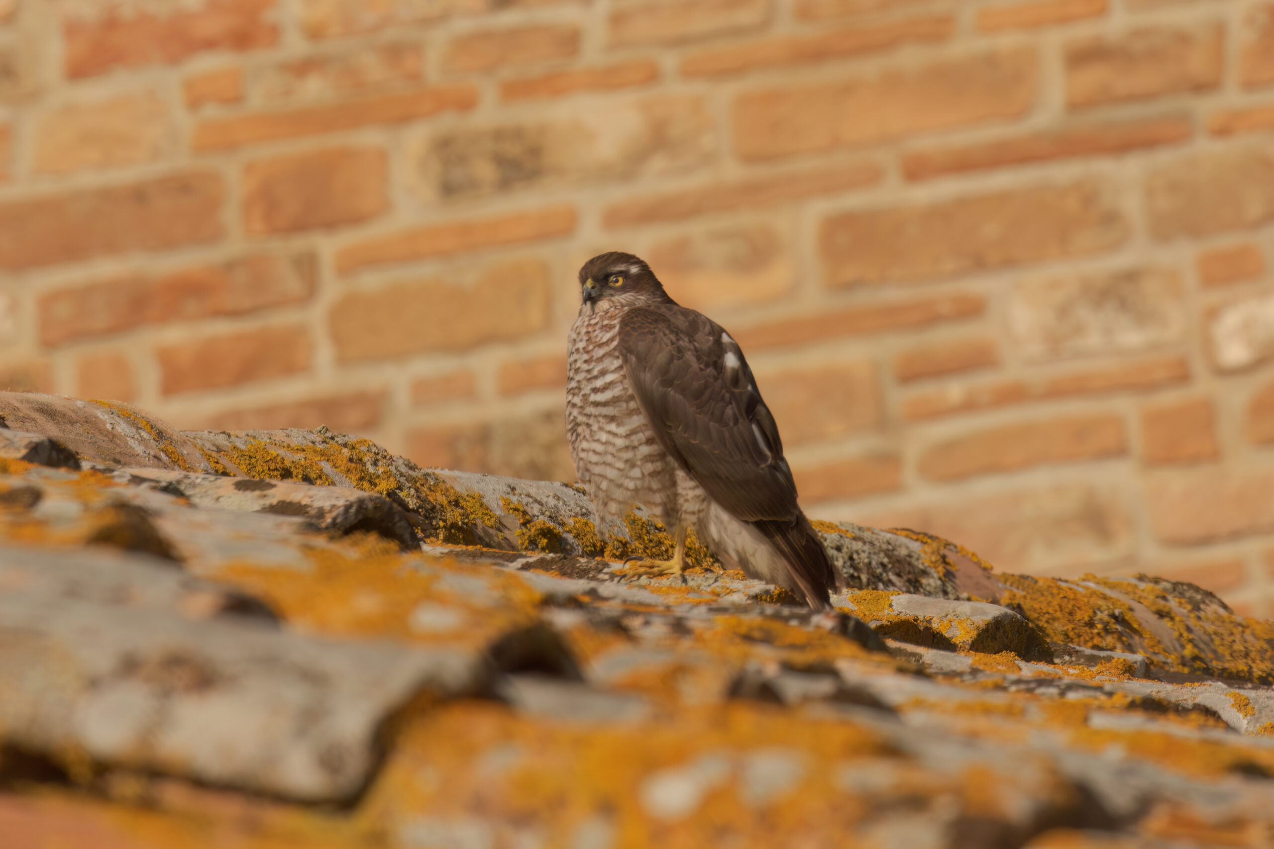 Fotografia naturalistica di Marco Maggini - Sparviere Foto 1 scaled